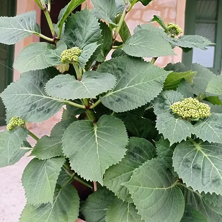 Lidi Appartement Stavros (Ithaka)