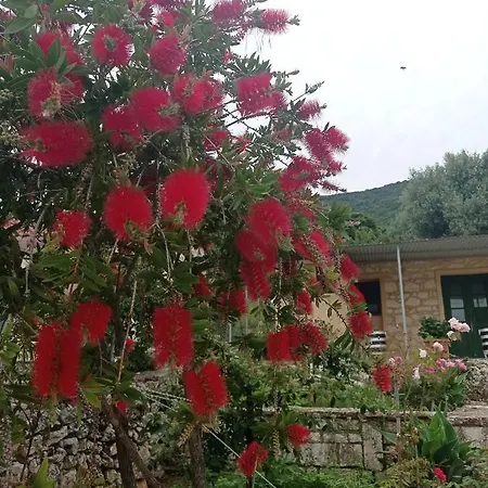 Lidi