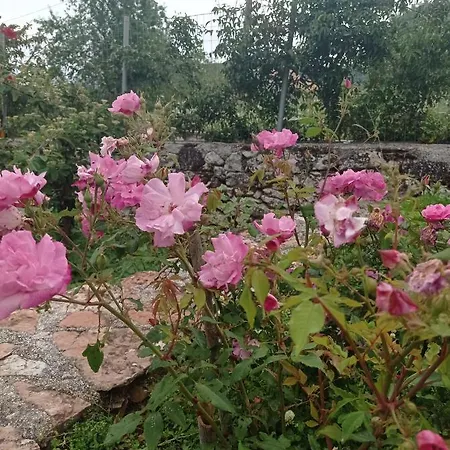 Lidi * Σταυρός